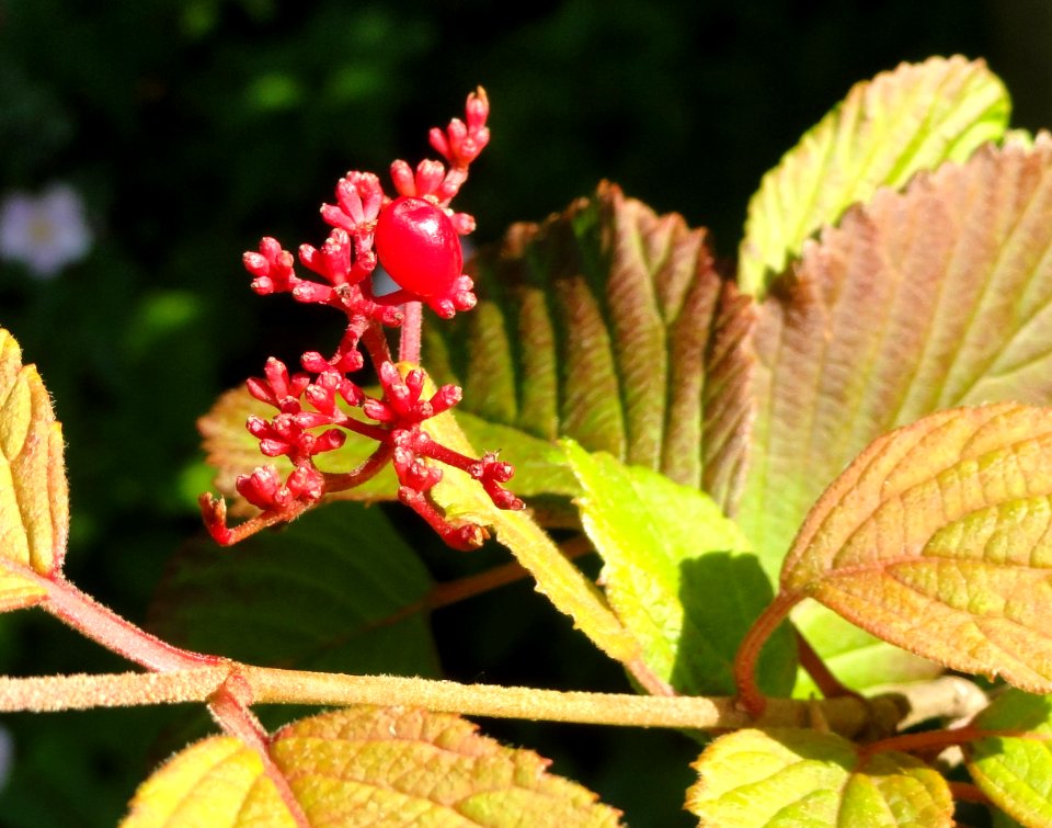 Viburnum plicatum - Botanischer Garten, Frankfurt am Main - DSC03305