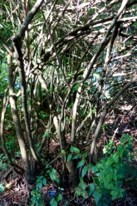 Viburnum erubescens - San Francisco Botanical Garden - DSC09946 photo