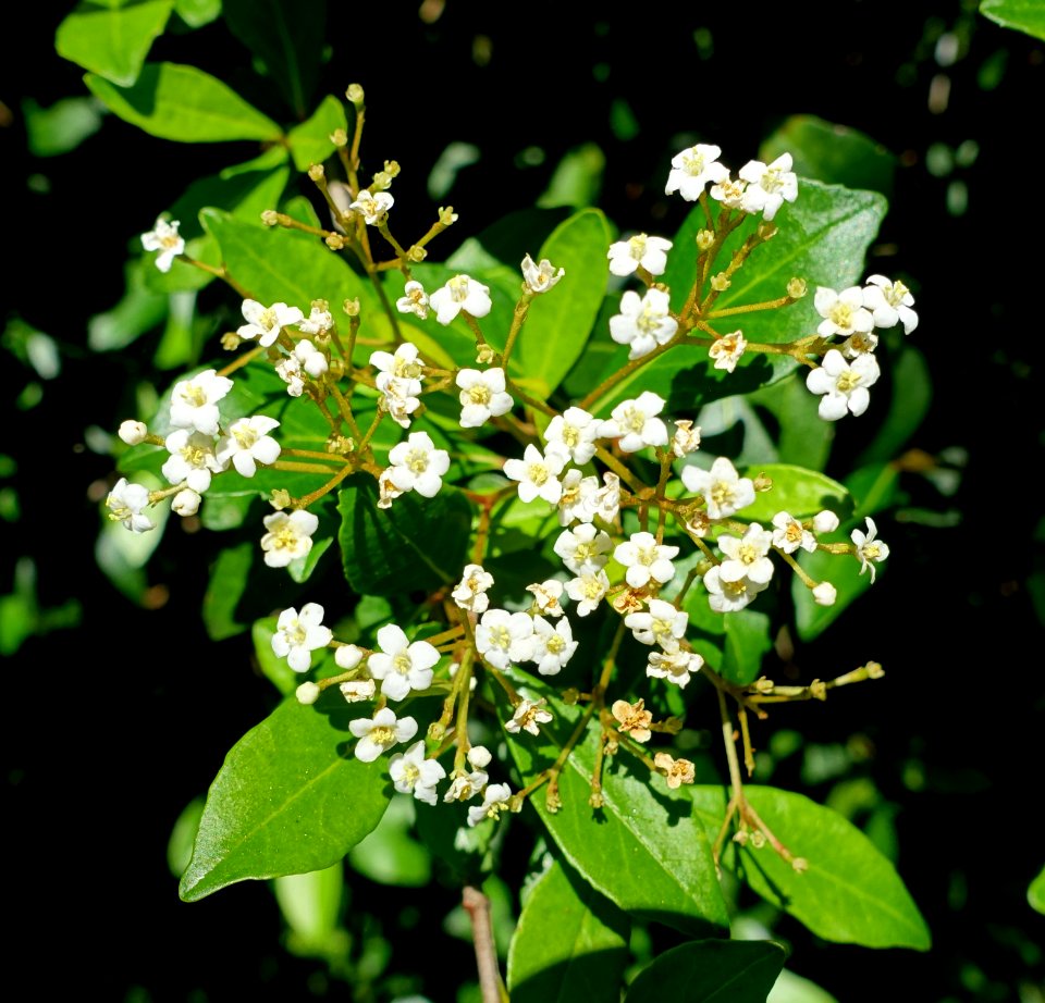 Viburnum obovatum - Marie Selby Botanical Gardens - Sarasota, Florida - DSC01618