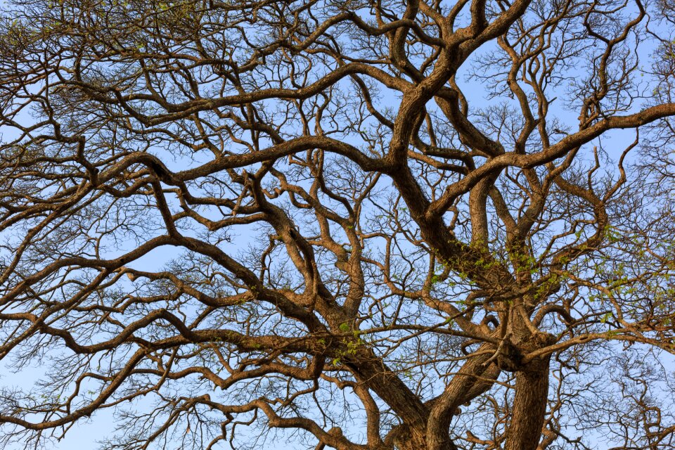 Green twigs dry leaves