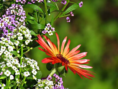 The delicacy gerberas gentle