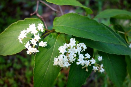 Viburnum setigerum 'Aurantiacum' - Arnold Arboretum - DSC06831