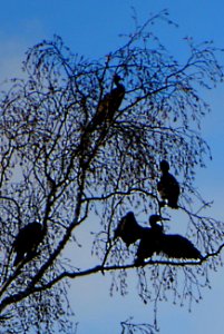 Vier Kormorane im Baum