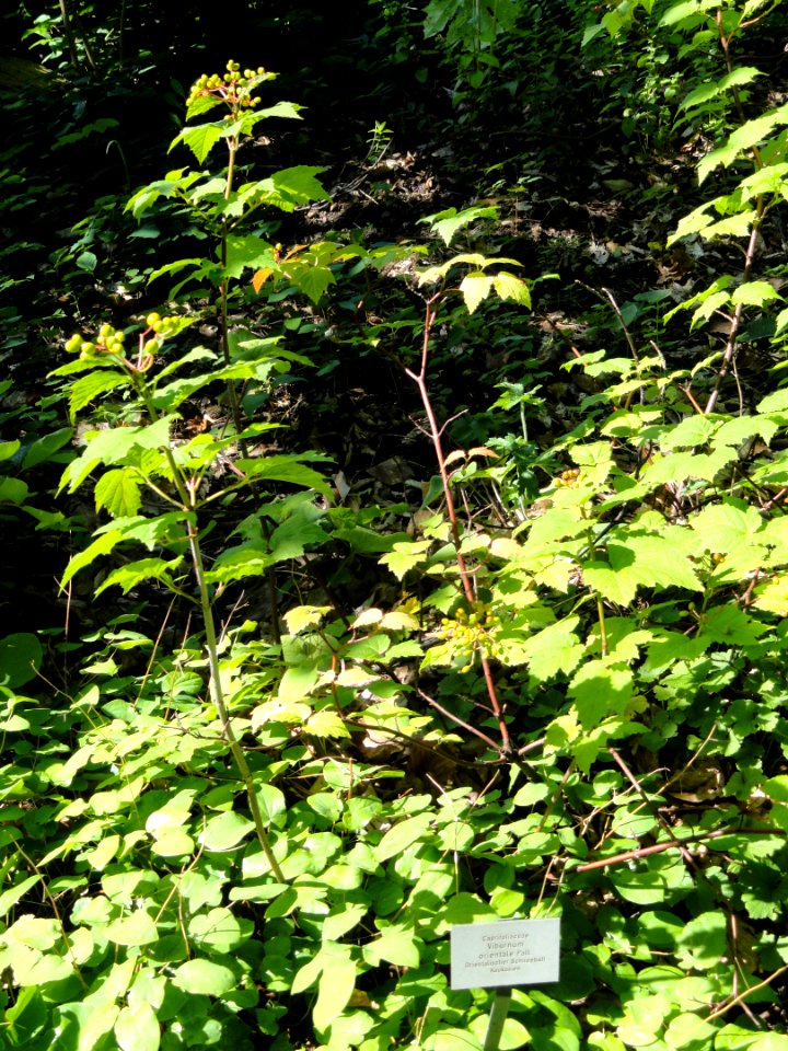 Viburnum orientale - Botanischer Garten, Frankfurt am Main - DSC02562