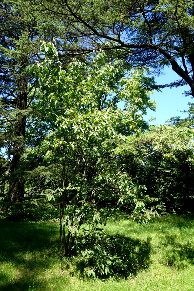 Viburnum setigerum 'Aurantiacum' - Arnold Arboretum - DSC06836