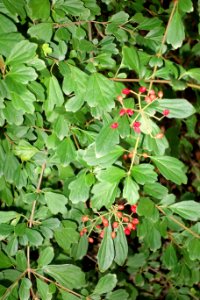 Viburnum foetidum var. ceanothoides - Quarryhill Botanical Garden - DSC03351