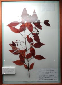 Viburnum erosum - Osaka Museum of Natural History - DSC07716