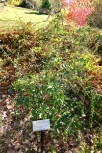 Viburnum propinquum - Quarryhill Botanical Garden - DSC03792
