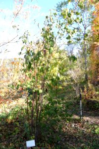 Viburnum betulifolium - Quarryhill Botanical Garden - DSC03709