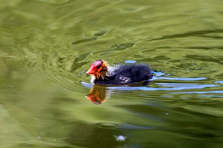 Chick young water photo