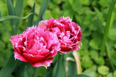 Dacha garden nature