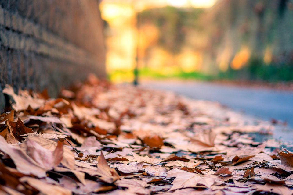 Viale Delle Mura Aurelie (193538715)