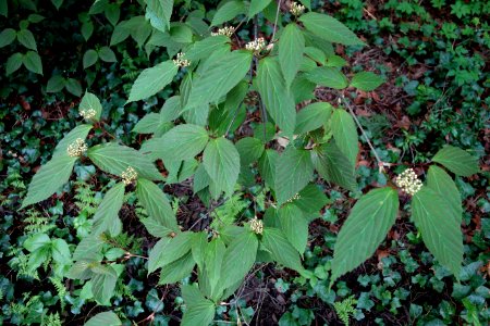 Viburnum setigerum - Longwood Gardens - DSC00807