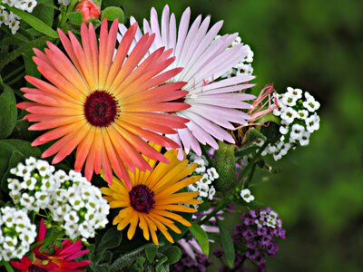 The delicacy gerberas gentle