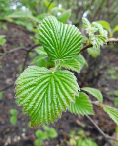 Viburnum dentatum morton