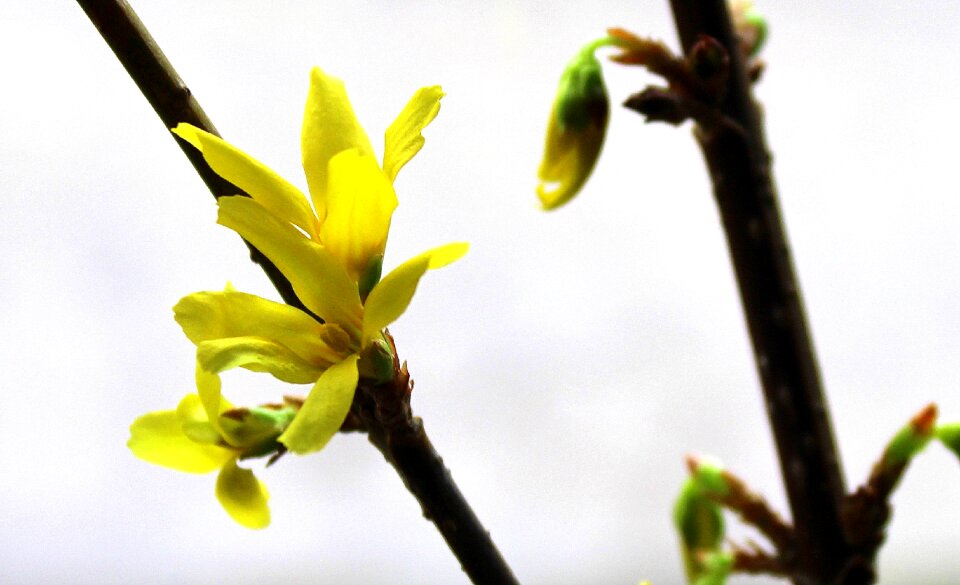 Spring flowers bush nature