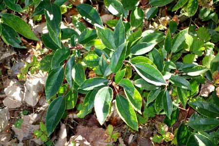 Viburnum propinquum - Quarryhill Botanical Garden - DSC03793 photo