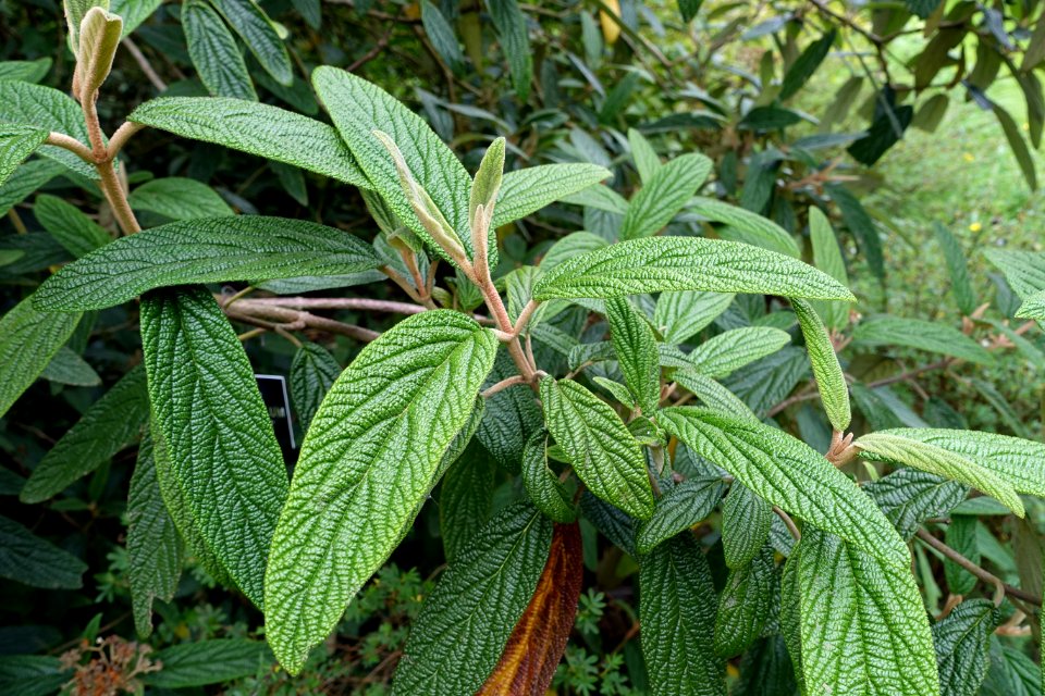 Viburnum rhytidophyllum 'Variegatum' - Hillier Gardens - Romsey, Hampshire, England - DSC04290