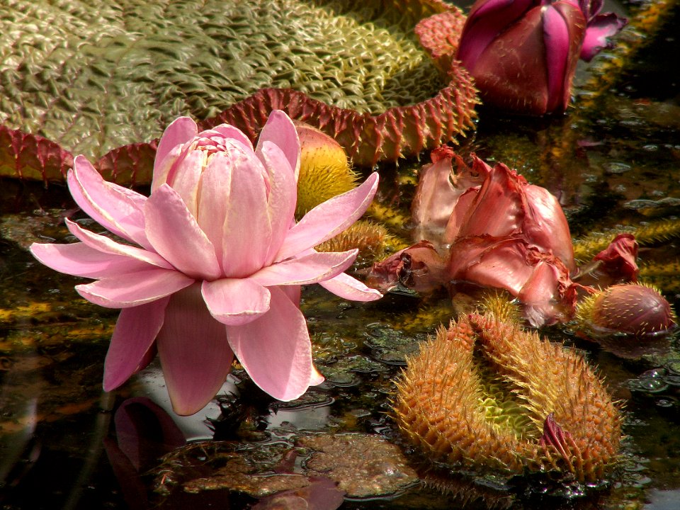 Victoria amazonica, 2015-08-08, Phipps Conservatory, 03