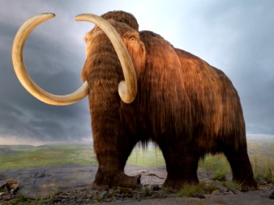 Victoria.Mammut.P1033804