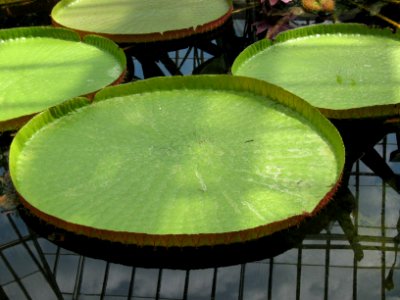 Victoria amazonica, 2015-08-08, Phipps Conservatory, 07