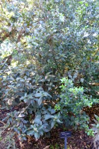 Viburnum tinus subsp. rigidum (Viburnum rigidum) - Jardín Botánico de Barcelona - Barcelona, Spain - DSC09172