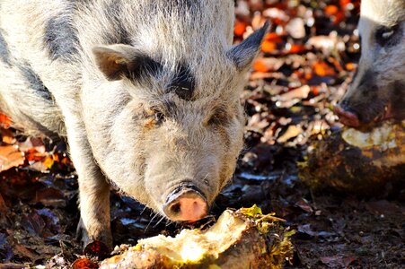 Livestock dirty mammal