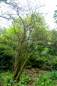 Viburnum rhytidophyllum - Trebah Garden - Cornwall, England - DSC01280