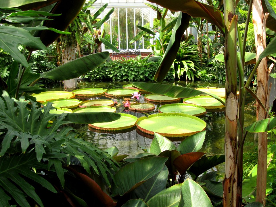 Victoria amazonica, 2015-08-08, Phipps Conservatory, 06