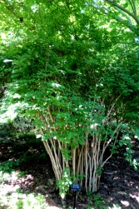 Viburnum farreri - VanDusen Botanical Garden - Vancouver, BC - DSC06983 photo