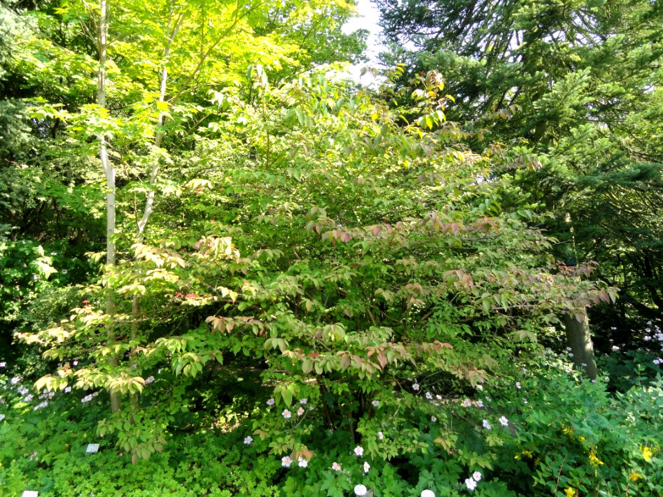 Viburnum plicatum - Botanischer Garten, Frankfurt am Main - DSC03303