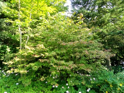 Viburnum plicatum - Botanischer Garten, Frankfurt am Main - DSC03303