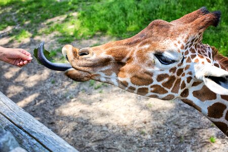 Zoo wildlife nature photo