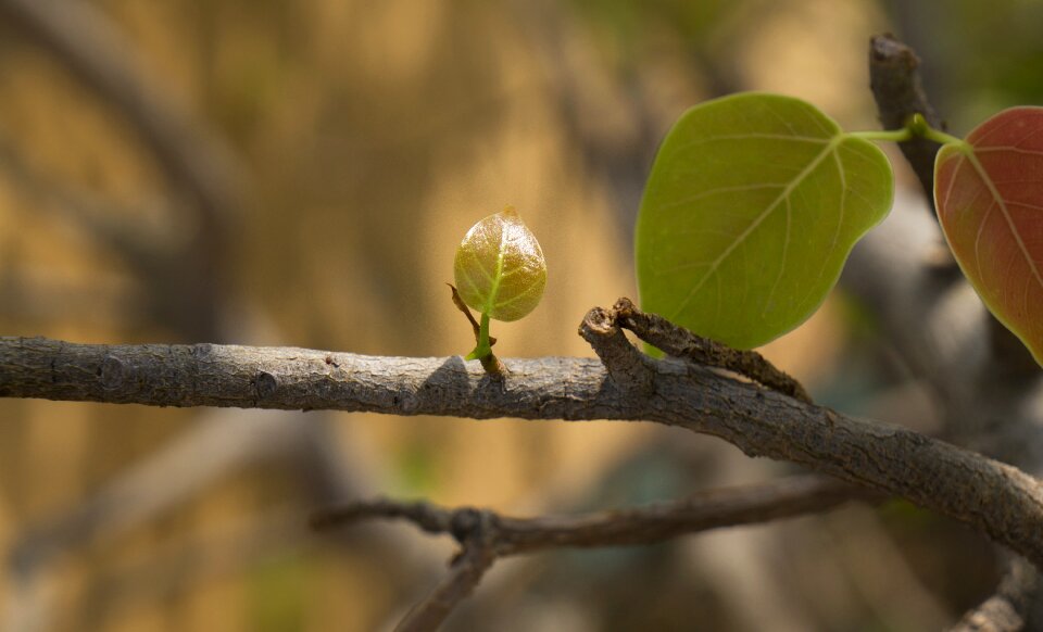 Germ young leaves hut non