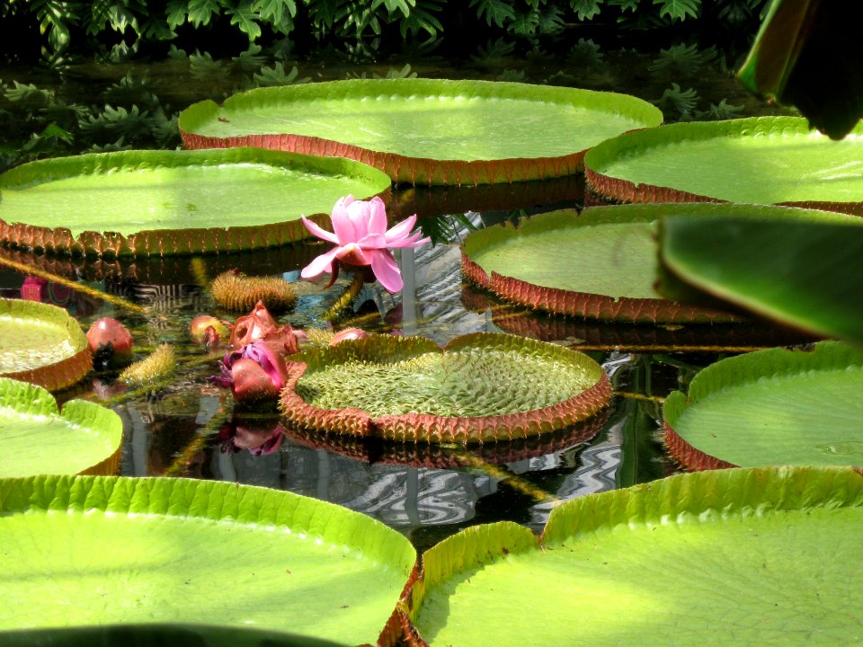 Victoria amazonica, 2015-08-08, Phipps Conservatory, 05