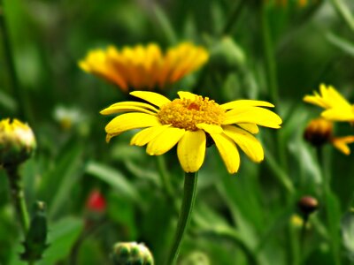 The delicacy gentle cut flowers