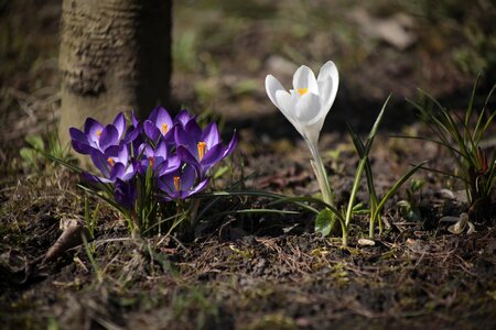 Krokus season spring