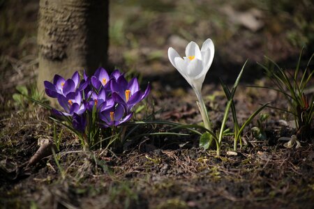 Krokus season spring photo