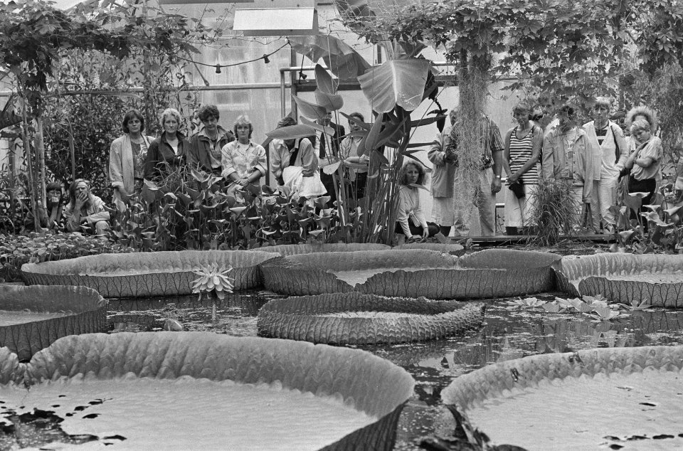 Victoria Regia bloeit in Amsterdamse Hortus, Bestanddeelnr 934-0565