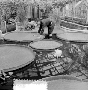 Victoria Regia in bloei in Amsterdamse Hortus, Bestanddeelnr 905-8694