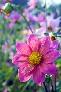 Nature petals pistil