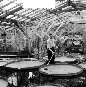 Victoria Regia in bloei, Bestanddeelnr 905-2550