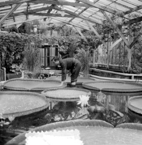 Victoria Regia in bloei in Amsterdamse Hortus, Bestanddeelnr 905-8693