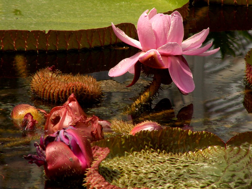 Victoria amazonica, 2015-08-08, Phipps Conservatory, 01