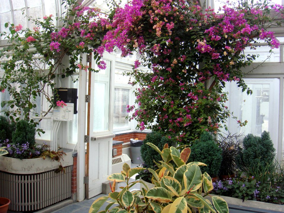 Victoria Hall and greenhouse in May 2015 - 18