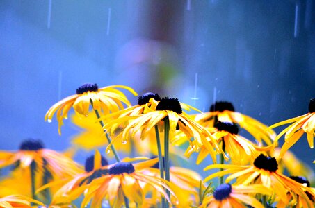 Wet close up raindrop photo