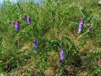 Vicia cracca Oulu, Finland 08.06.2013