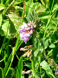 Vicia sepium - Zaun-Wicke Kohlbruck