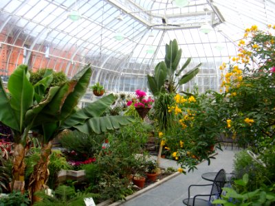 Victoria Hall and greenhouse in May 2015 - 13