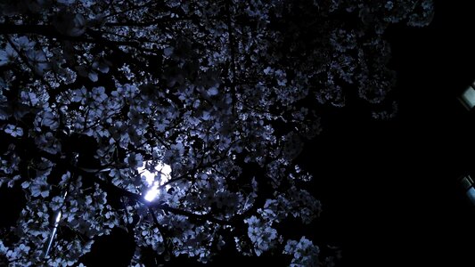 Night moon white photo